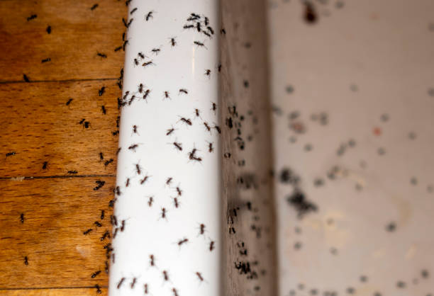 Best Spider Control Near Me  in Charlotte, TN