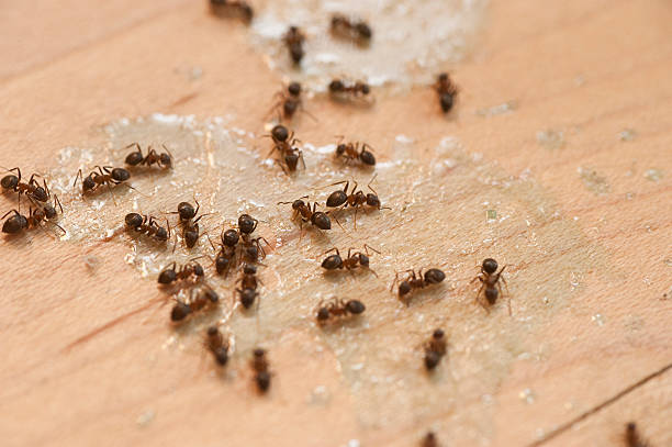 Best Insect Control  in Charlotte, TN