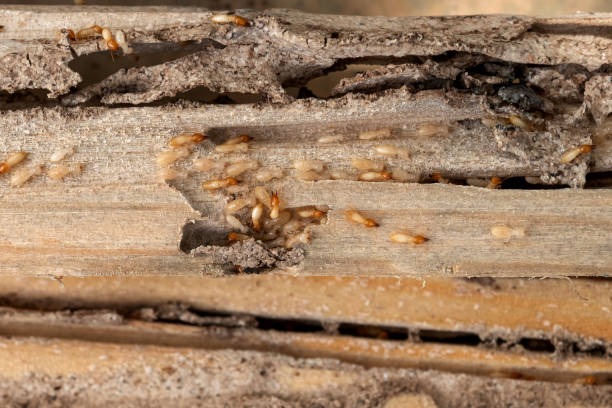 Best Wildlife Control Services  in Charlotte, TN